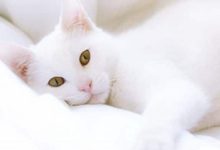 Ideias criativas para nomes para gatos brancos 58
