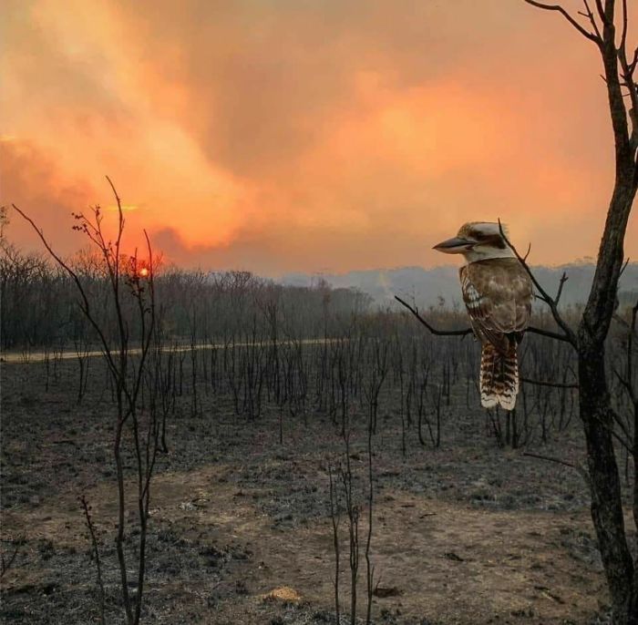 36 imagens que mostram os horrores dos incêndios na Austrália 8