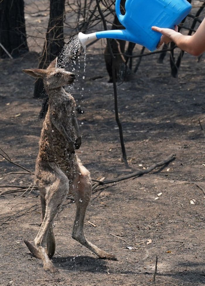 36 imagens que mostram os horrores dos incêndios na Austrália 22