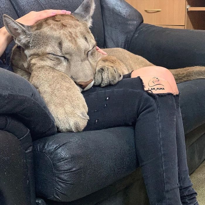 Puma resgatada de um zoológico vive como um gato doméstico mimado (18 fotos) 3