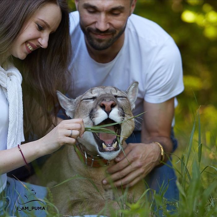 Puma resgatada de um zoológico vive como um gato doméstico mimado (18 fotos) 9