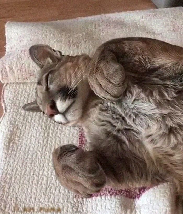 Puma resgatada de um zoológico vive como um gato doméstico mimado (18 fotos) 11