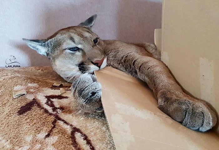 Puma resgatada de um zoológico vive como um gato doméstico mimado (18 fotos) 13