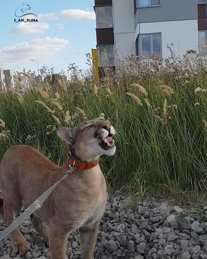 Puma resgatada de um zoológico vive como um gato doméstico mimado (18 fotos) 14