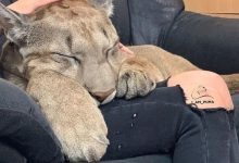 Puma resgatada de um zoológico vive como um gato doméstico mimado (18 fotos) 32