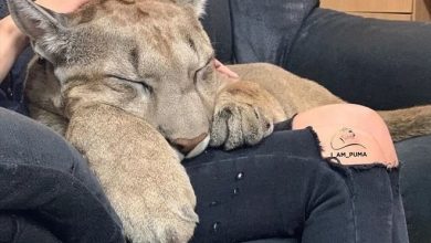 Puma resgatada de um zoológico vive como um gato doméstico mimado (18 fotos) 38