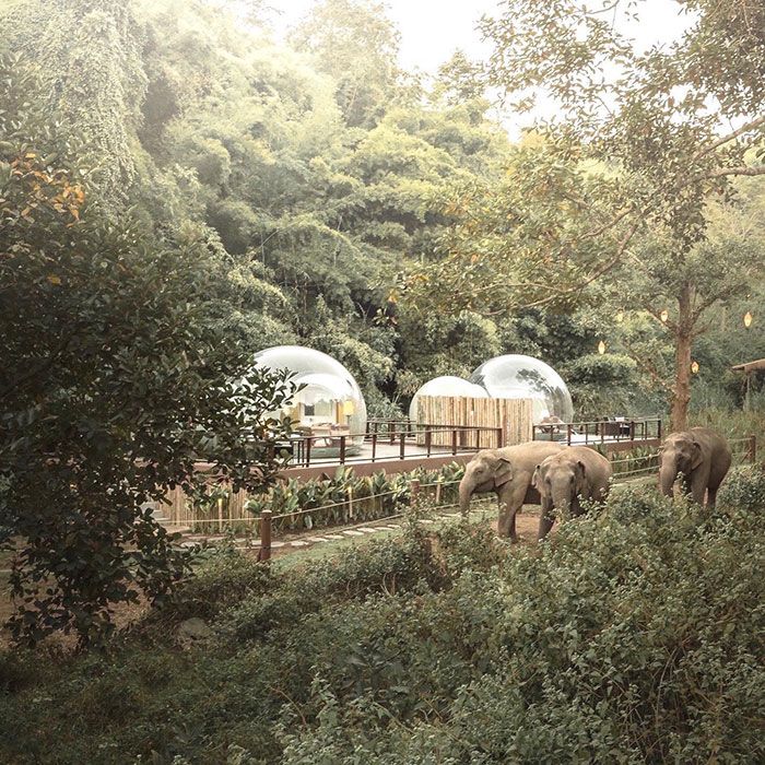 Você pode dormir em uma bolha transparente cercada por elefantes 5