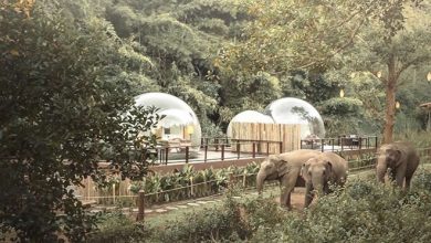 Você pode dormir em uma bolha transparente cercada por elefantes 16