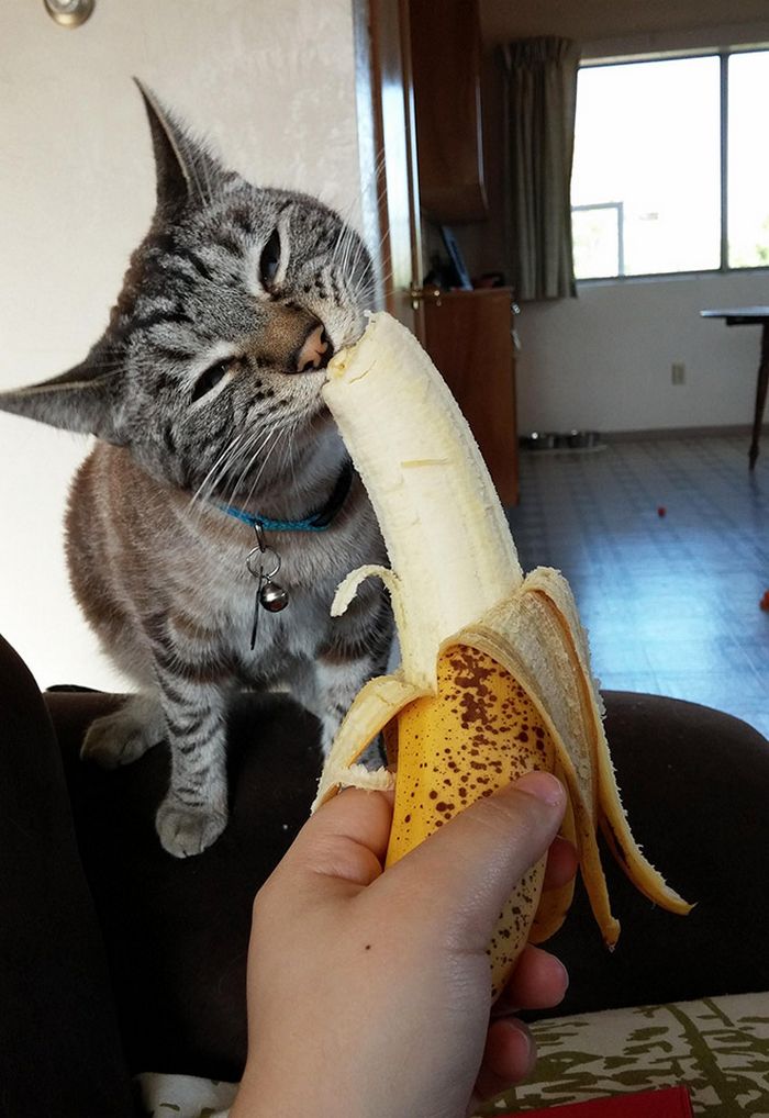 Você sabia que os gatos comem bananas 2