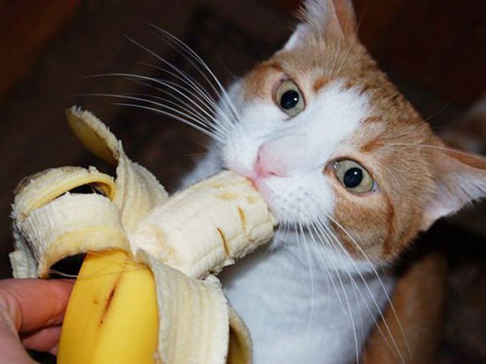 Você sabia que os gatos comem bananas 3