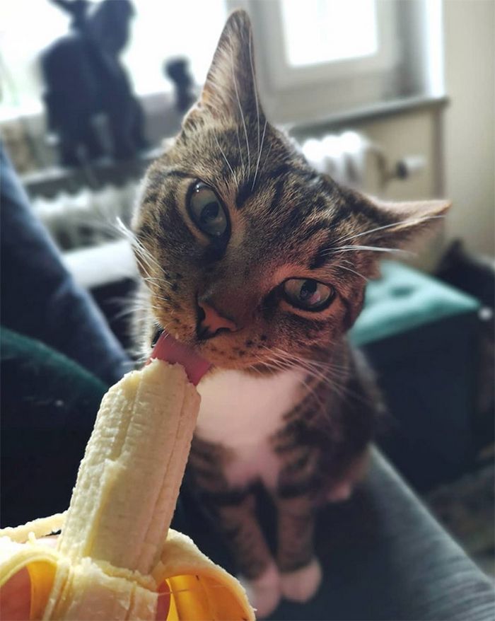 Você sabia que os gatos comem bananas 7