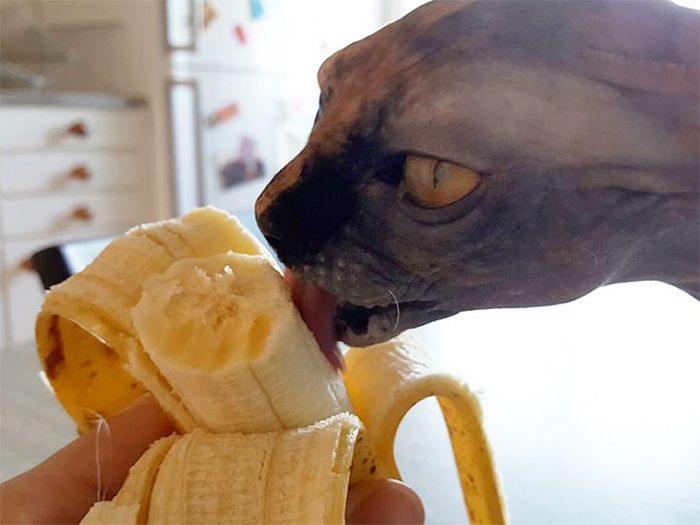 Você sabia que os gatos comem bananas 8