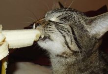 Você sabia que os gatos comem bananas 44