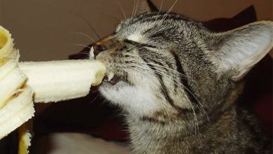 Você sabia que os gatos comem bananas 4