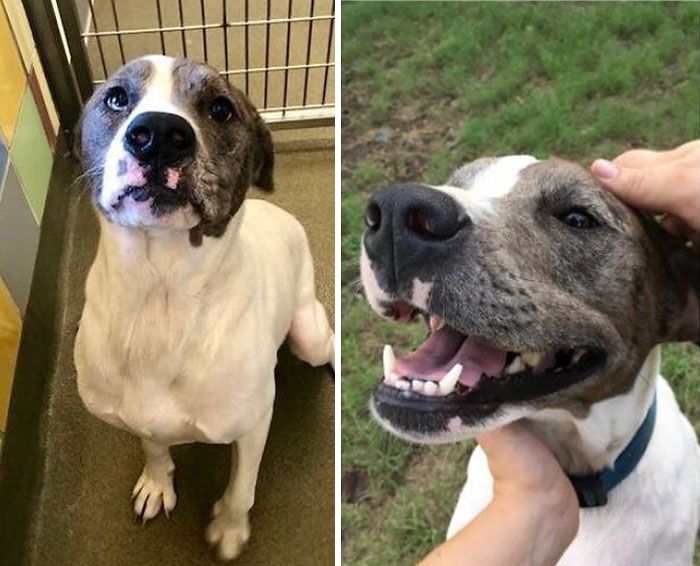 32 fotos de cachorros antes e depois da adoção que derreterão seu coração 3