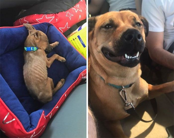 32 fotos de cachorros antes e depois da adoção que derreterão seu coração 5