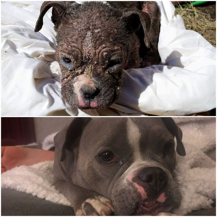32 fotos de cachorros antes e depois da adoção que derreterão seu coração 7