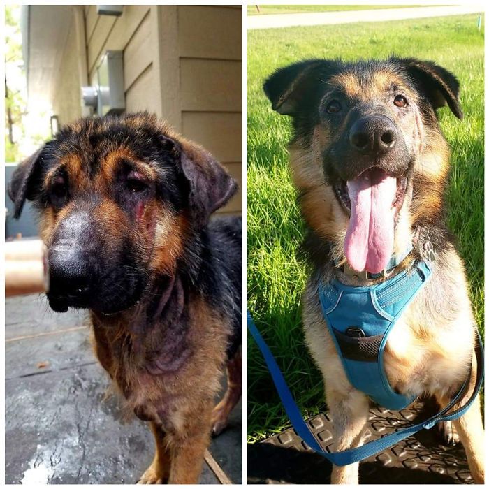 32 fotos de cachorros antes e depois da adoção que derreterão seu coração 12