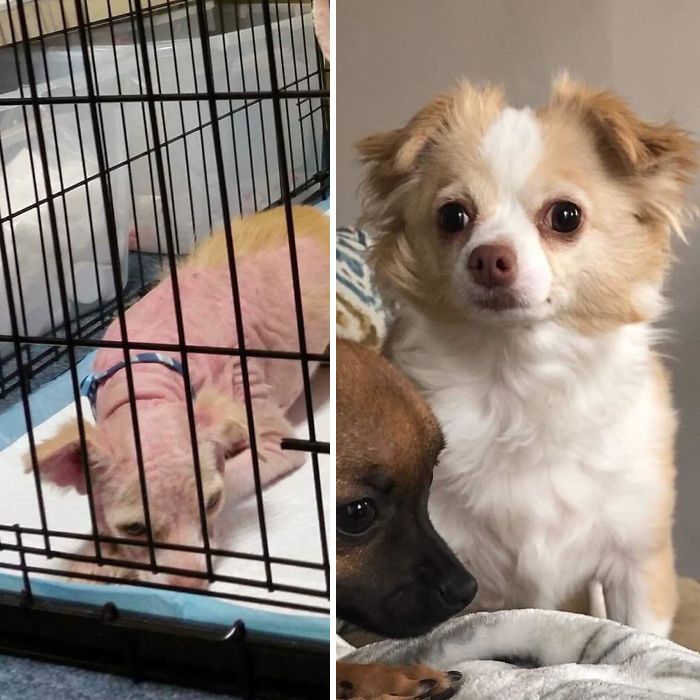 32 fotos de cachorros antes e depois da adoção que derreterão seu coração 14