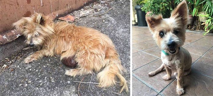 32 fotos de cachorros antes e depois da adoção que derreterão seu coração 15