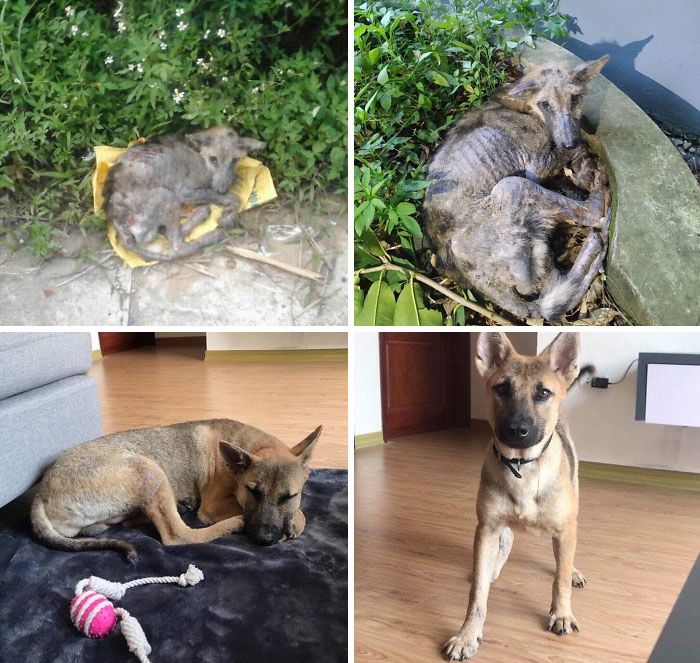 32 fotos de cachorros antes e depois da adoção que derreterão seu coração 16
