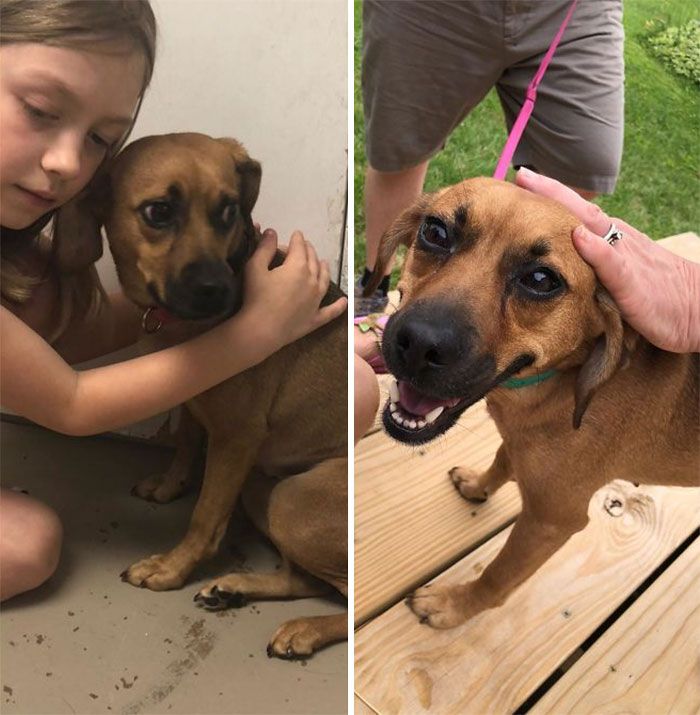 32 fotos de cachorros antes e depois da adoção que derreterão seu coração 18