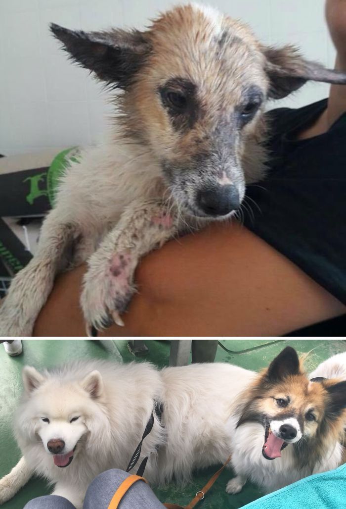 32 fotos de cachorros antes e depois da adoção que derreterão seu coração 20