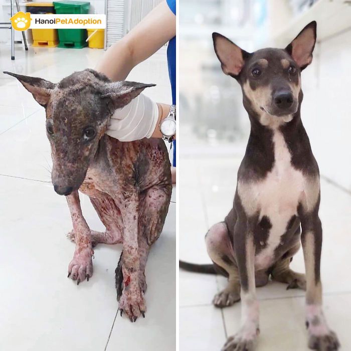 32 fotos de cachorros antes e depois da adoção que derreterão seu coração 22