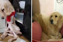 32 fotos de cachorros antes e depois da adoção que derreterão seu coração 49