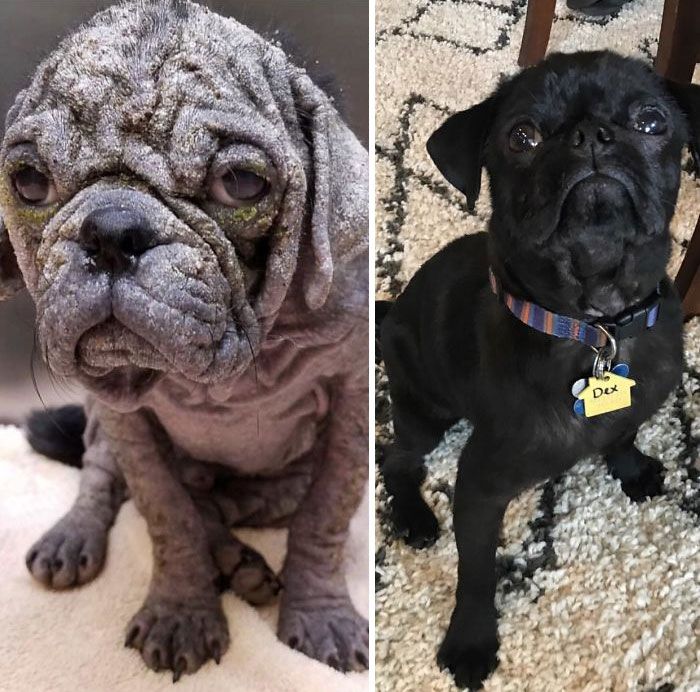 32 fotos de cachorros antes e depois da adoção que derreterão seu coração 24