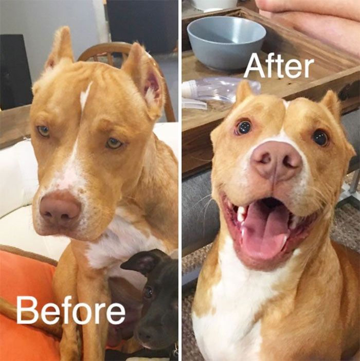 32 fotos de cachorros antes e depois da adoção que derreterão seu coração 25