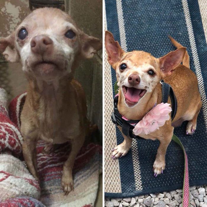 32 fotos de cachorros antes e depois da adoção que derreterão seu coração 26