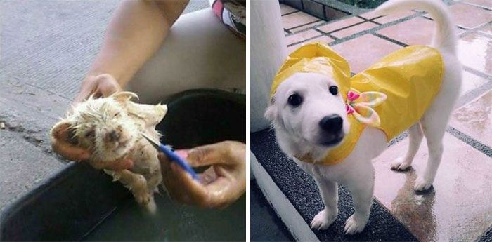 32 fotos de cachorros antes e depois da adoção que derreterão seu coração 27