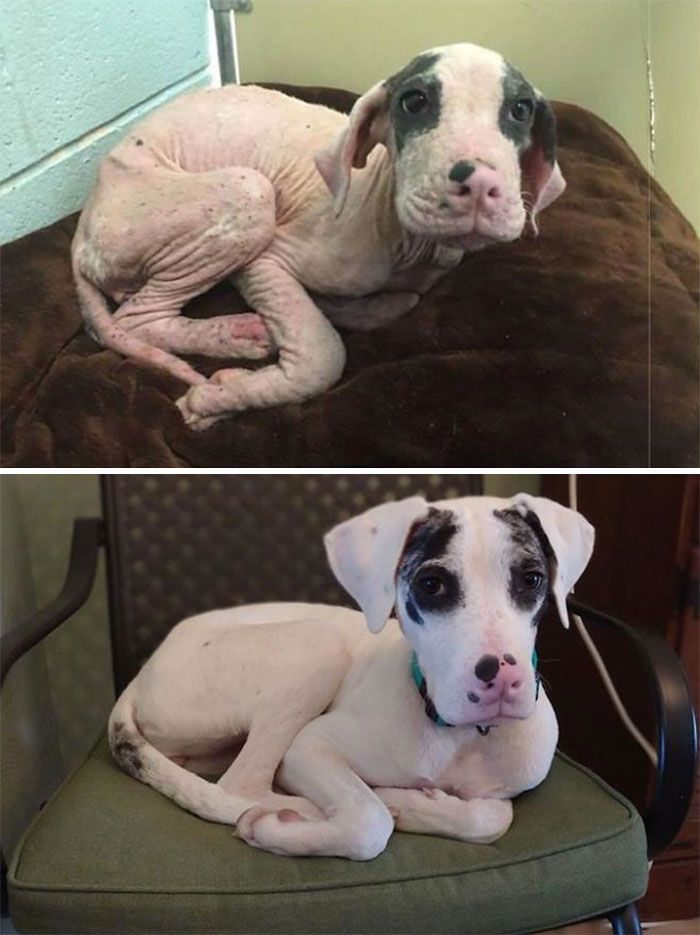 32 fotos de cachorros antes e depois da adoção que derreterão seu coração 28