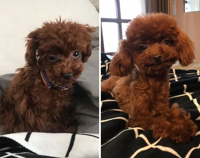 32 fotos de cachorros antes e depois da adoção que derreterão seu coração 29