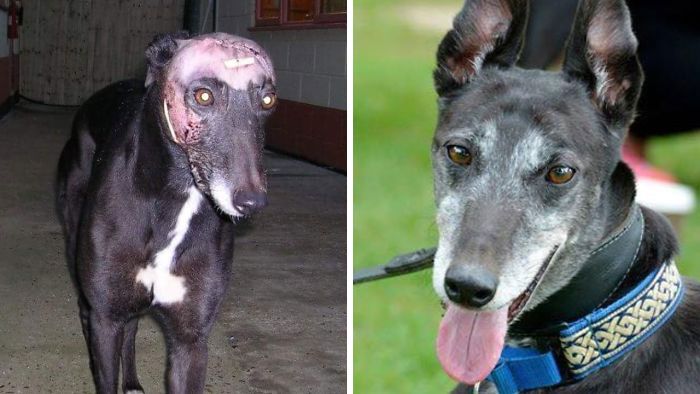 32 fotos de cachorros antes e depois da adoção que derreterão seu coração 31