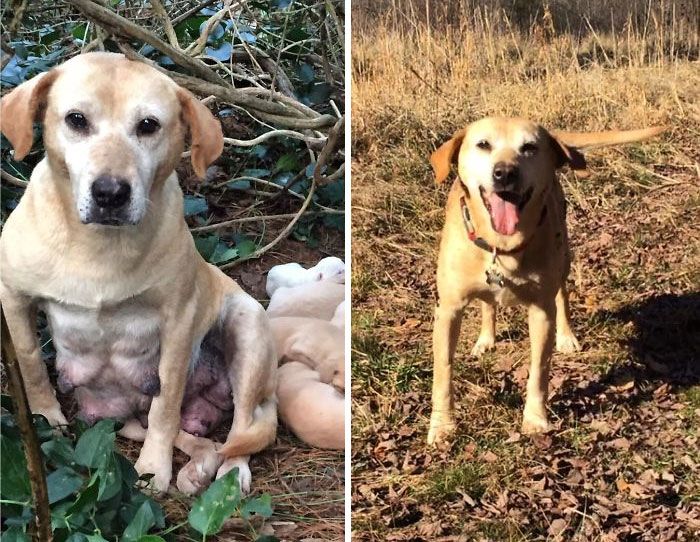 32 fotos de cachorros antes e depois da adoção que derreterão seu coração 32