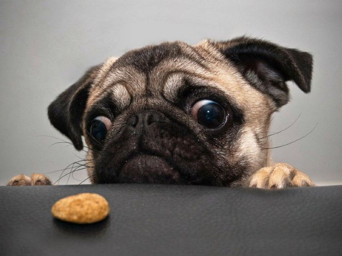 19 fotos que mostram o amor dos cachorros pela comida 3