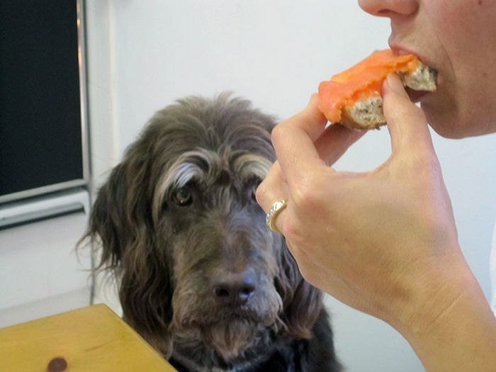 19 fotos que mostram o amor dos cachorros pela comida 7