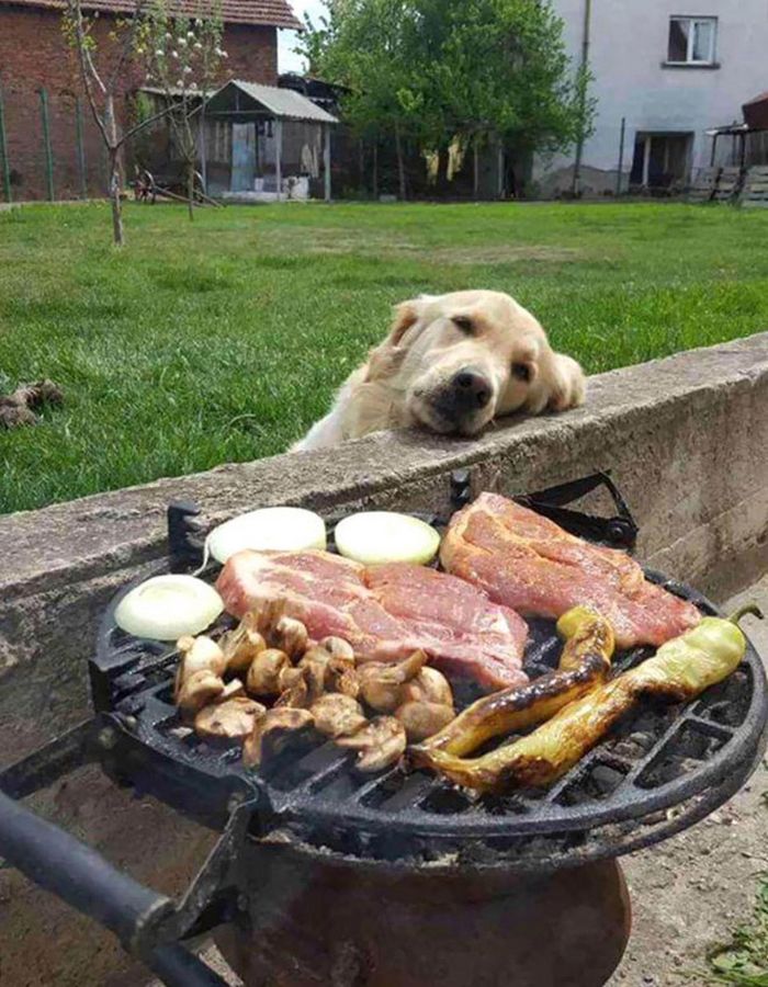 19 fotos que mostram o amor dos cachorros pela comida 9