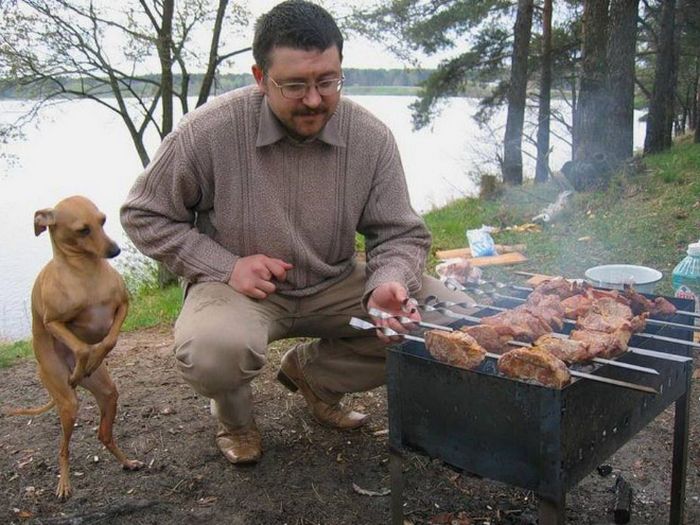 19 fotos que mostram o amor dos cachorros pela comida 12
