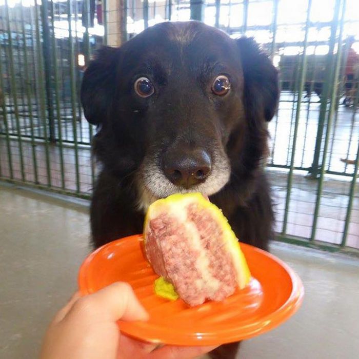 19 fotos que mostram o amor dos cachorros pela comida 13