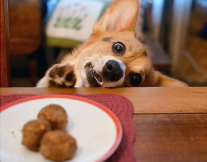 19 fotos que mostram o amor dos cachorros pela comida 16