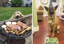 19 fotos que mostram o amor dos cachorros pela comida 34
