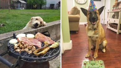 19 fotos que mostram o amor dos cachorros pela comida 2