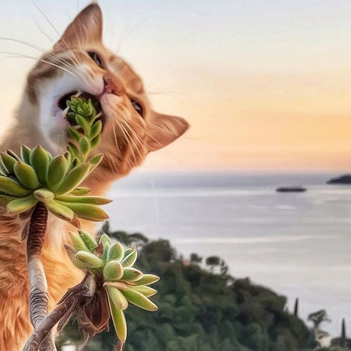 Mulher italiana documenta belamente a vida cotidiana de seu gato (36 fotos) 13