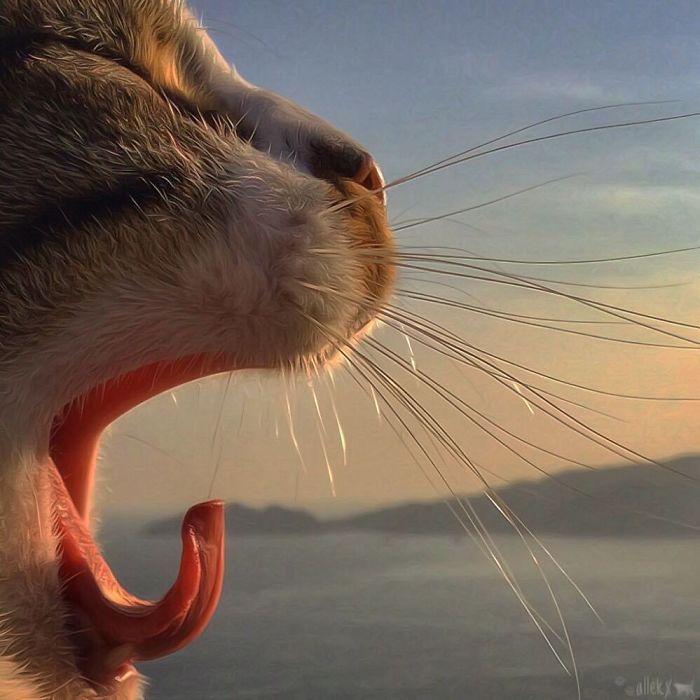 Mulher italiana documenta belamente a vida cotidiana de seu gato (36 fotos) 25