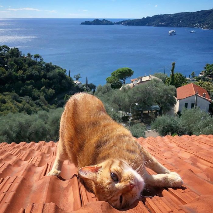 Mulher italiana documenta belamente a vida cotidiana de seu gato (36 fotos) 27
