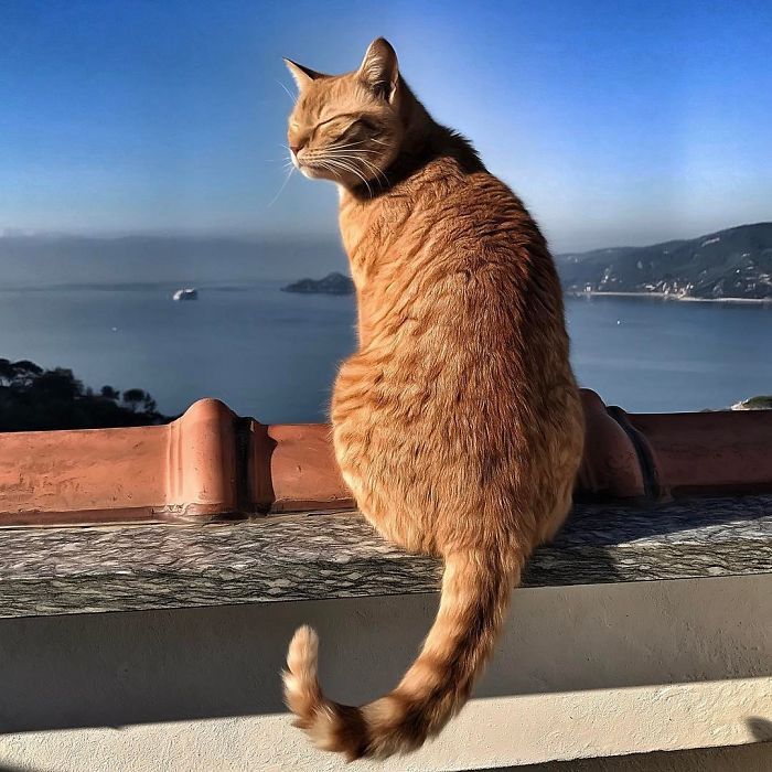 Mulher italiana documenta belamente a vida cotidiana de seu gato (36 fotos) 29
