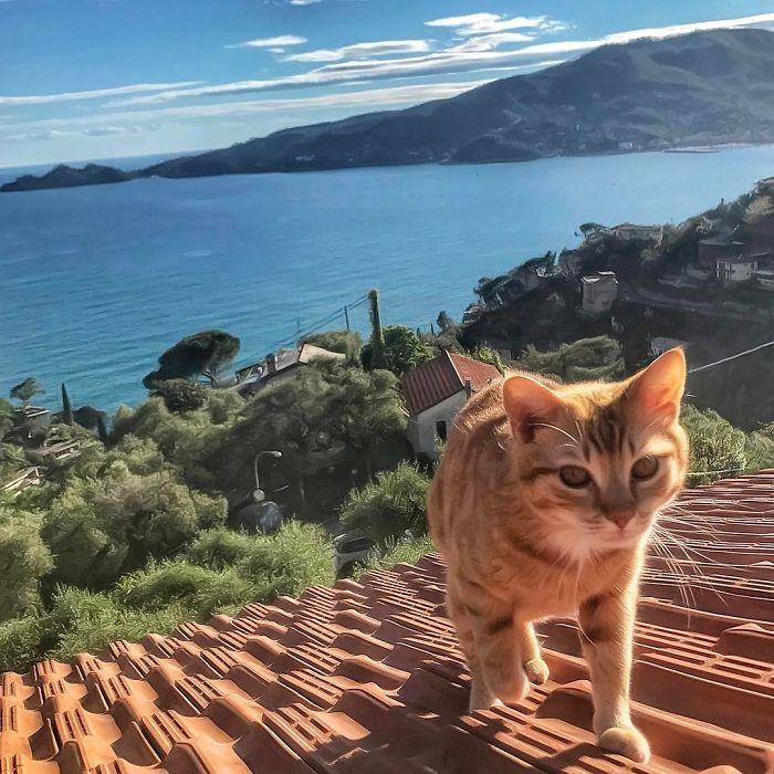 Mulher italiana documenta belamente a vida cotidiana de seu gato (36 fotos) 32